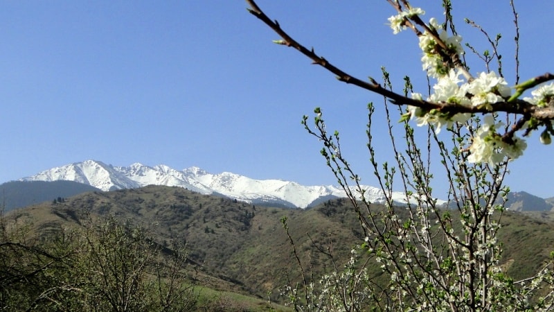 Flowering of a wild apricot in mountains Zailiiskyi of Ala-Tau. Vicinities of natural boundary Koklai-Sai.